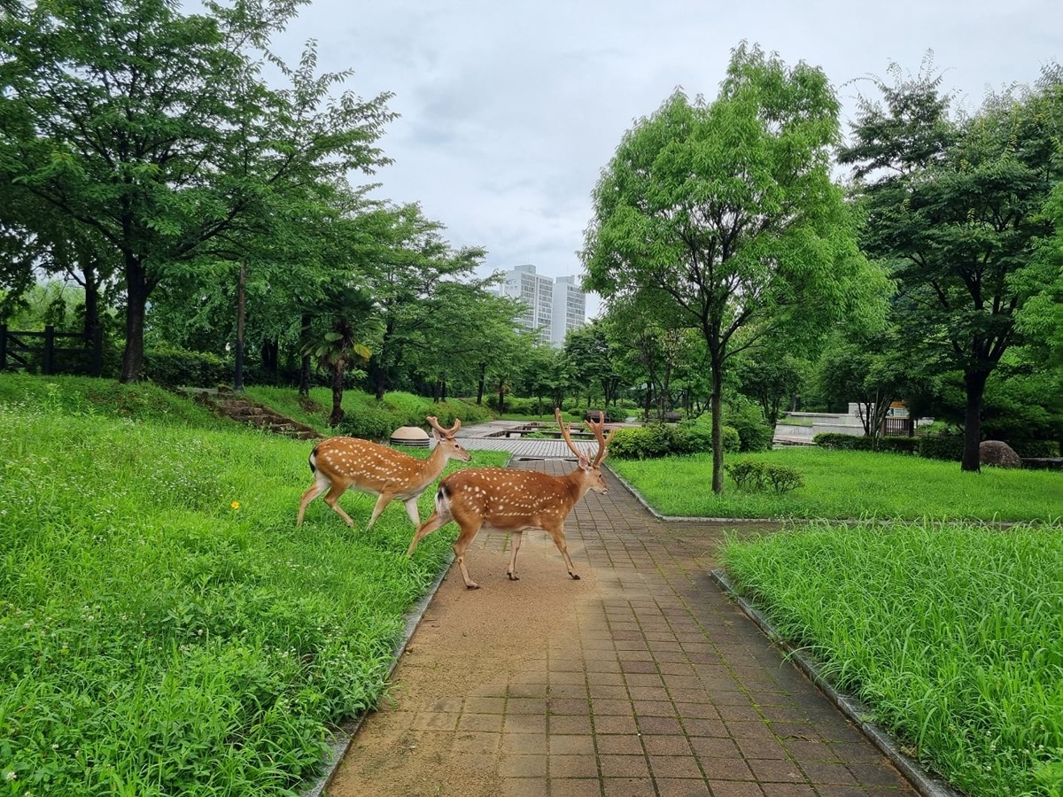 좋은-일을-해서-축복-받은-듯한-도시.jpg-14-이미지