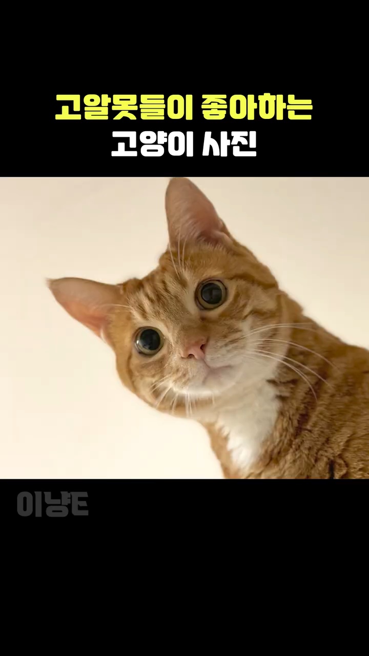 고알못들이-좋아하는-고양이-사진-vs-고잘알들이-좋아하는-고양이-사진-1-이미지