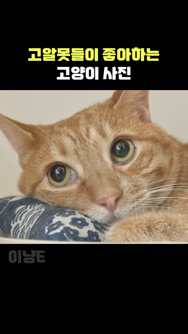 고알못들이-좋아하는-고양이-사진-vs-고잘알들이-좋아하는-고양이-사진-0-이미지