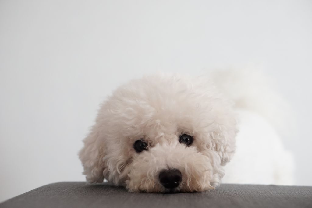 댓글-5000개-달렸던-"쌀밥을-넘-많이-해서-넘쳤어.-ㅠㅠ"-3-이미지