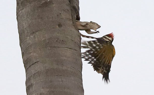 “잠-좀-자자!”-소음공해에-뿔난-다람쥐,-나무-쪼던-딱따구리-혼쭐-3-이미지
