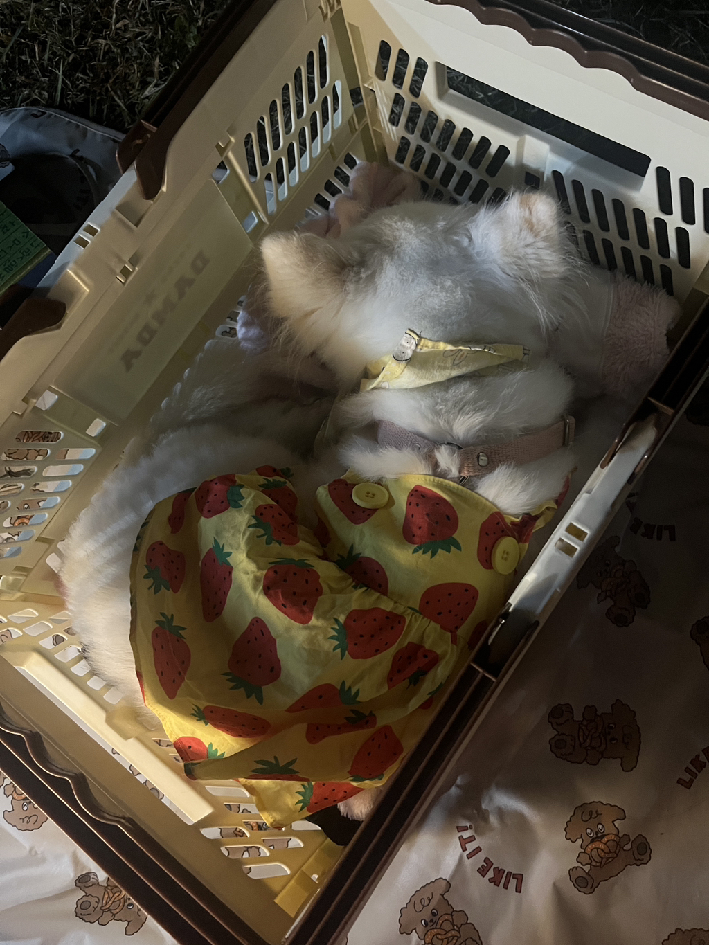 주댕이-털-면도했는데-이거-어캄?!!!-17-이미지