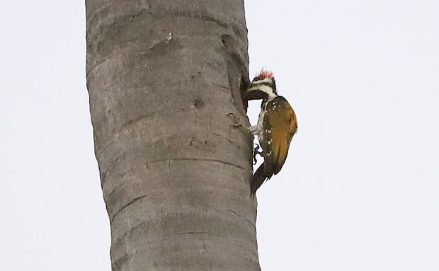 “잠-좀-자자!”-소음공해에-뿔난-다람쥐,-나무-쪼던-딱따구리-혼쭐-1-이미지
