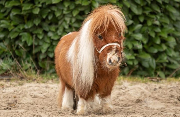 세계에서-가장-작은-말…키-52.6㎝,-귀여움-만렙-0-이미지
