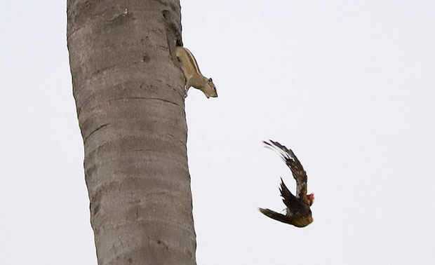 “잠-좀-자자!”-소음공해에-뿔난-다람쥐,-나무-쪼던-딱따구리-혼쭐-5-이미지