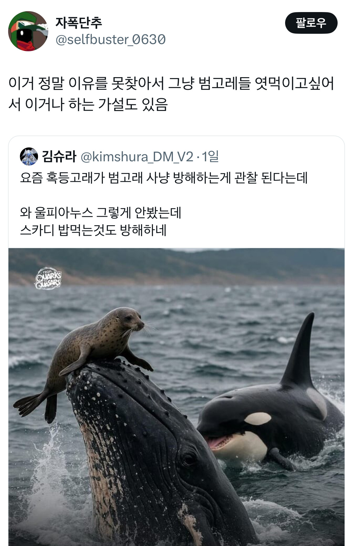 요즘-혹등고래가-범고래-사냥-방해하는게-관찰-된다는데.twt-2-이미지