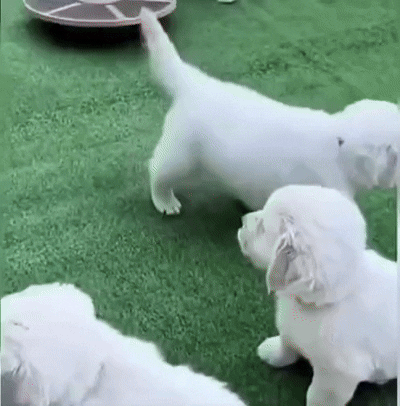 강아지-입양하러-갔다가-간택당함-0-이미지