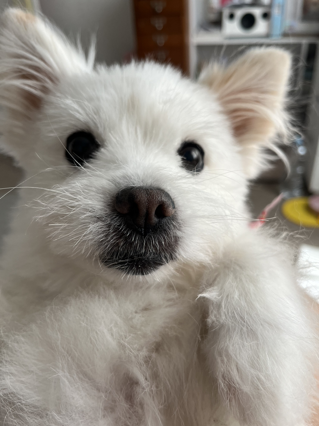 주댕이-털-면도했는데-이거-어캄?!!!-0-이미지