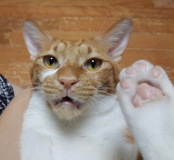 코숏-대중적-인기-vs-덕후픽-🐱-4-이미지