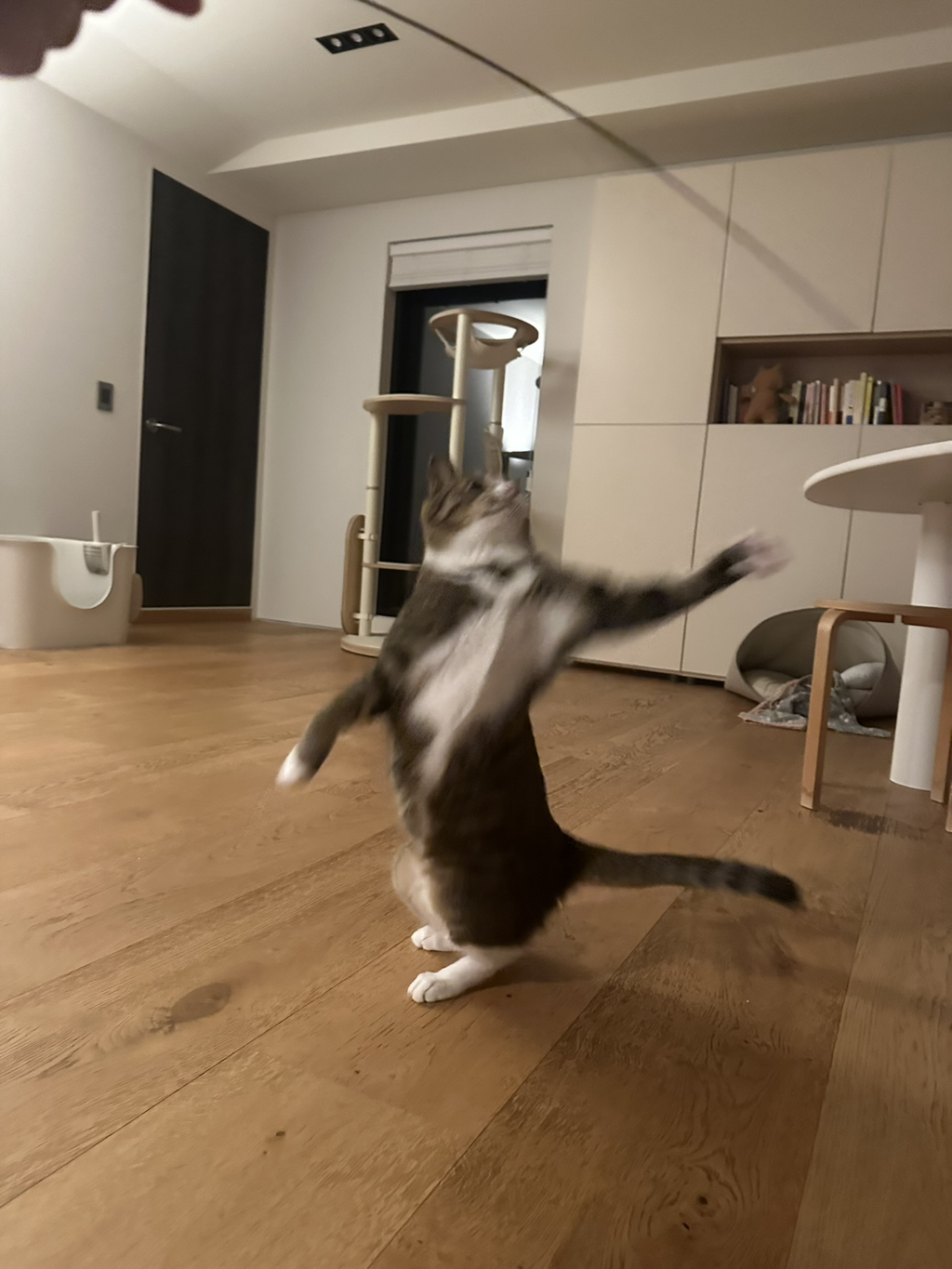 우리집-고양이가-눈안보이는-노견-지켜줘-(+추가사진)(+추추가)-19-이미지