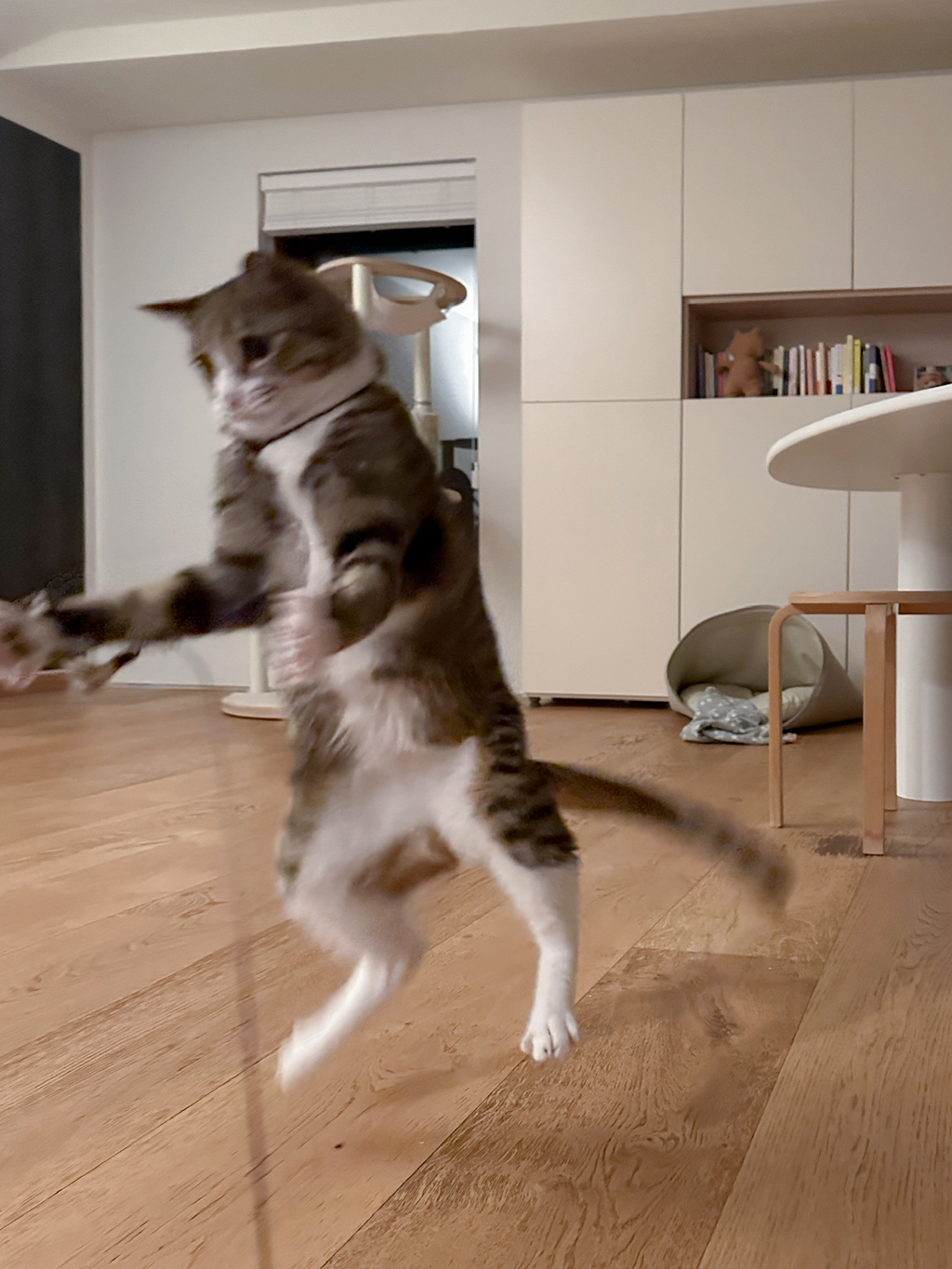 우리집-고양이가-눈안보이는-노견-지켜줘-(+추가사진)(+추추가)-18-이미지