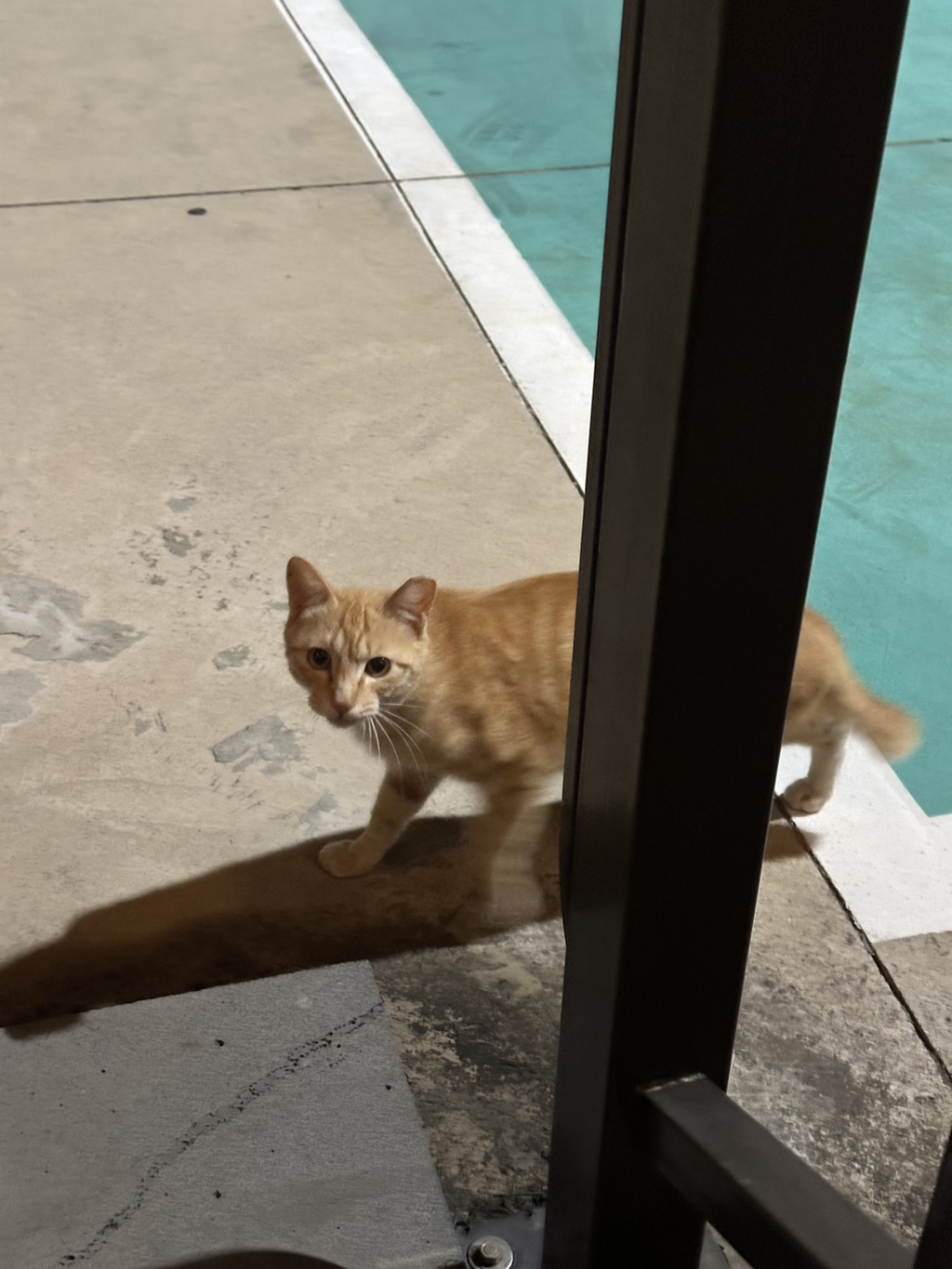 우리집-고양이가-눈안보이는-노견-지켜줘-(+추가사진)(+추추가)-44-이미지