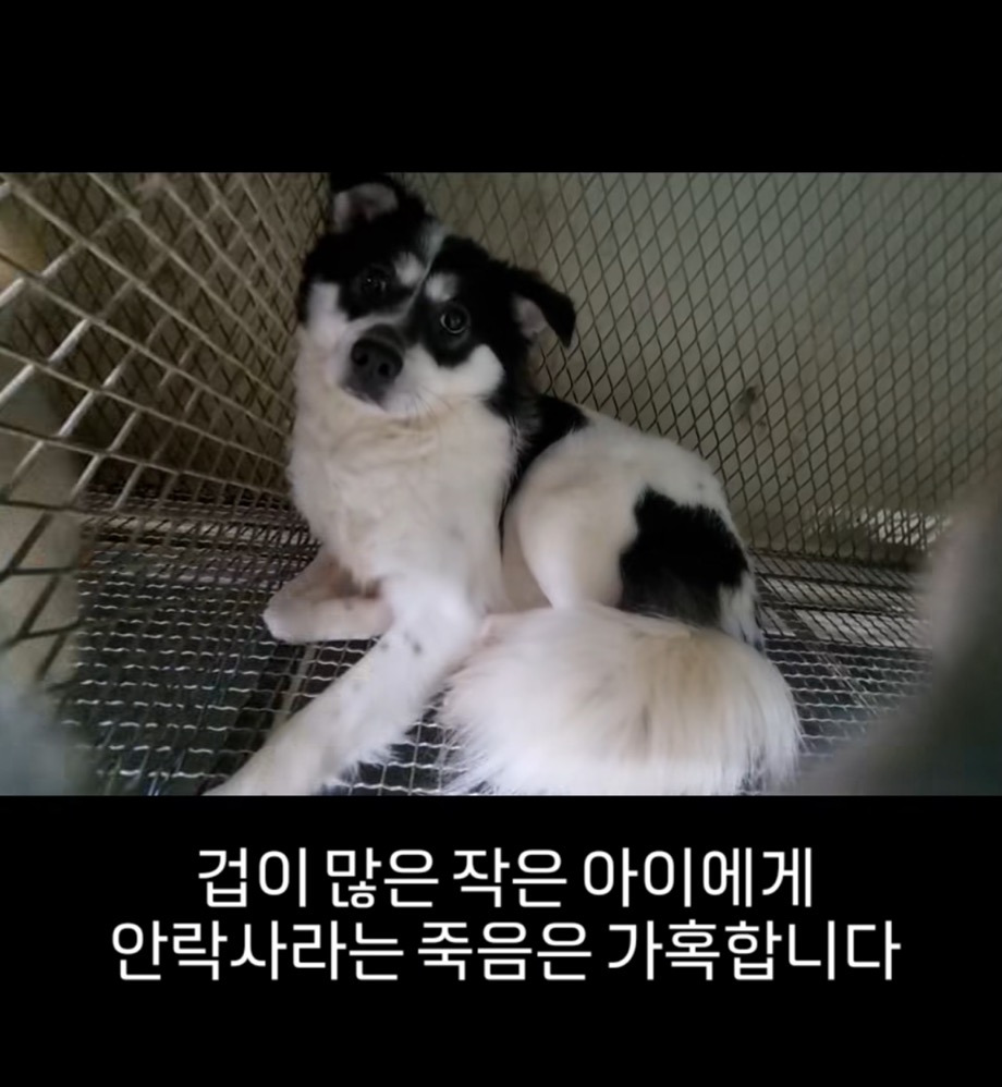 악성민원으로-오늘-전원-안락사-놓인-부산하얀비둘기보호소-강쥐들-0-이미지