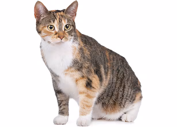 코숏-대중적-인기-vs-덕후픽-🐱-12-이미지