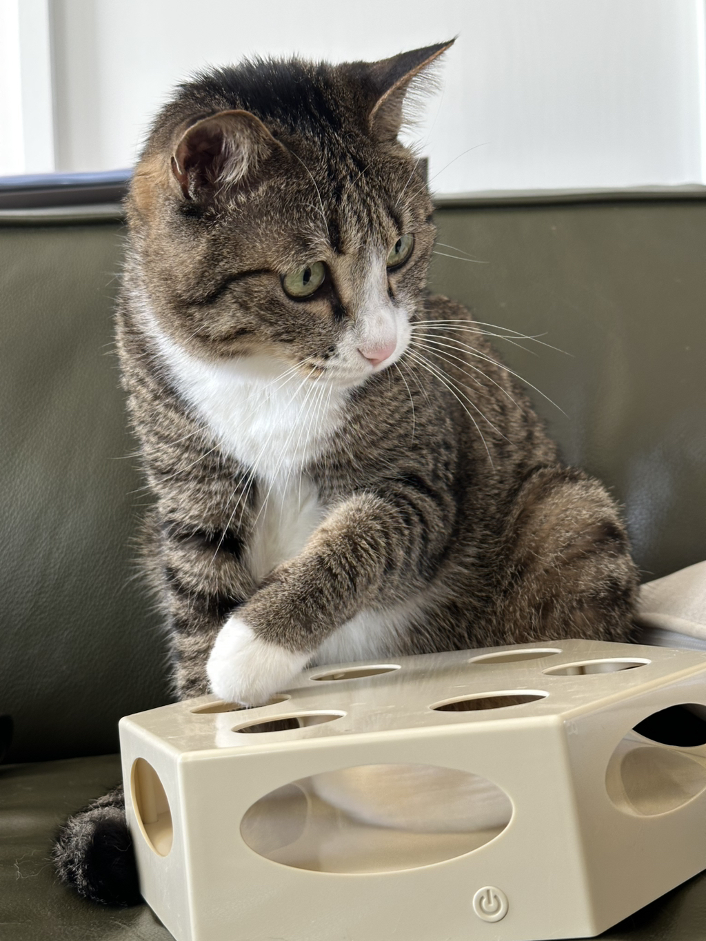 우리집-고양이가-눈안보이는-노견-지켜줘-(+추가사진)(+추추가)-0-이미지