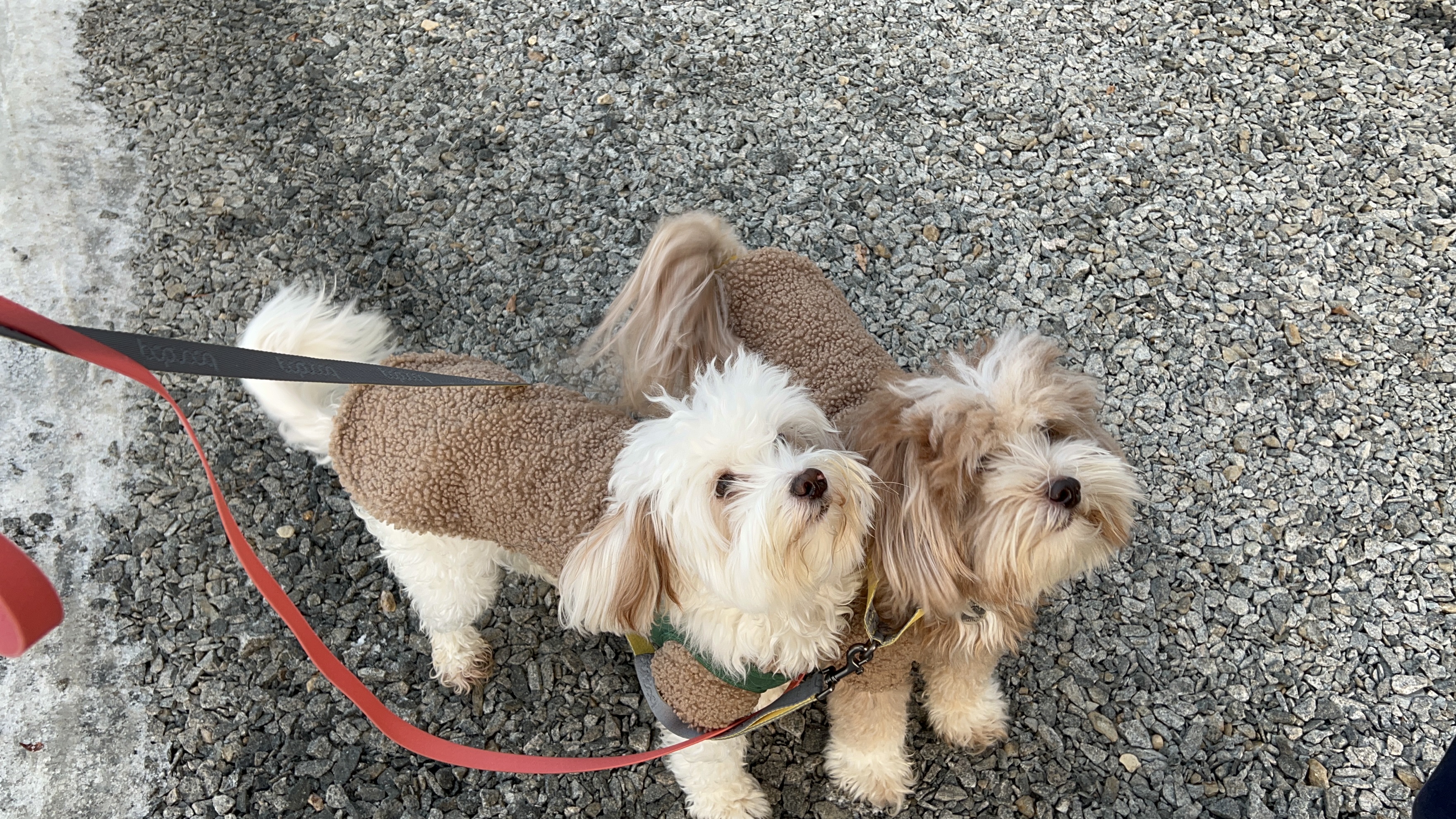 유기견-남매-데려왔는데-너무-귀여워ㅠㅠ-근데-너무-커버렸어;;-53-이미지