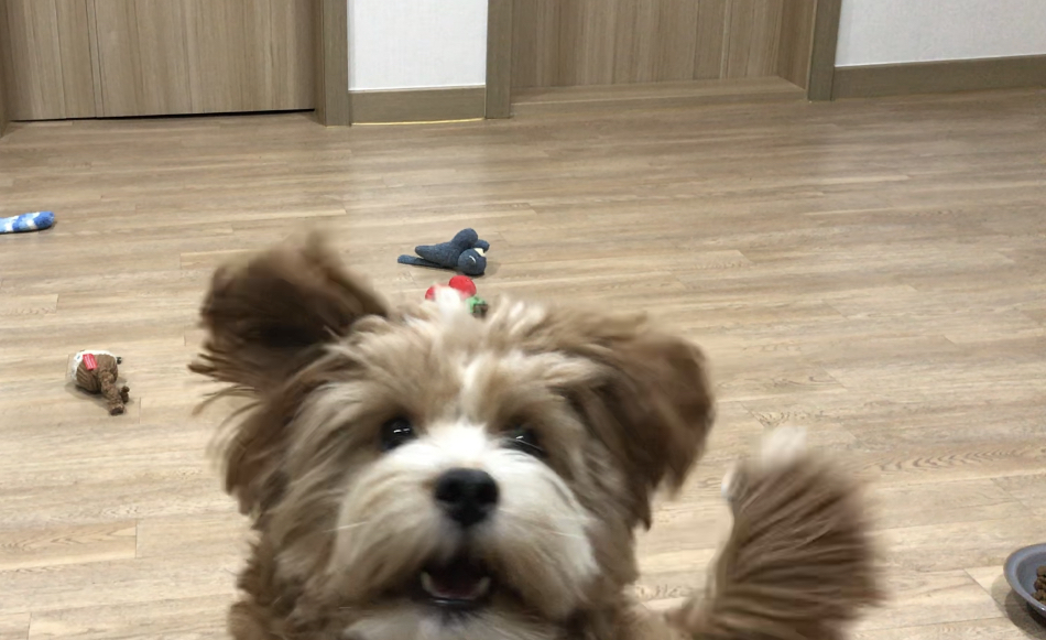 유기견-남매-데려왔는데-너무-귀여워ㅠㅠ-근데-너무-커버렸어;;-45-이미지