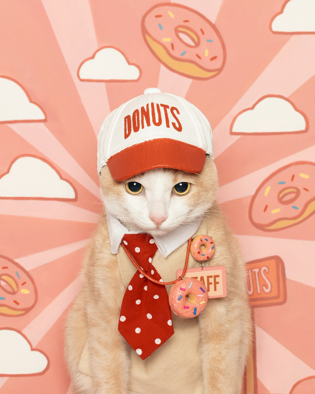 우리집-고양이가-눈안보이는-노견-지켜줘-(+추가사진)(+추추가)-42-이미지