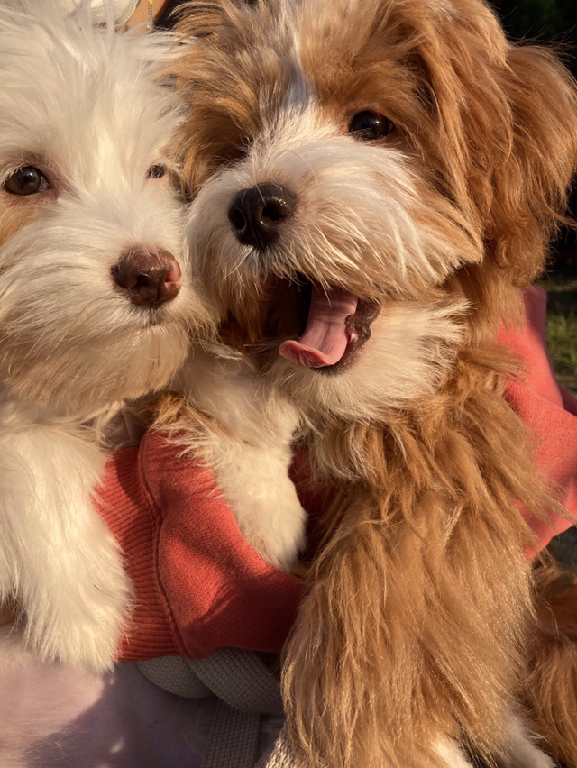 유기견-남매-데려왔는데-너무-귀여워ㅠㅠ-근데-너무-커버렸어;;-59-이미지