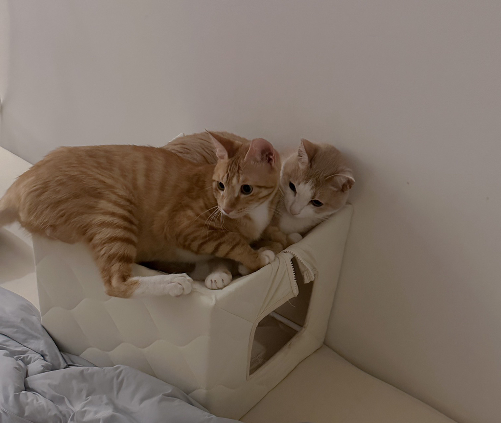 우리집-고양이가-눈안보이는-노견-지켜줘-(+추가사진)(+추추가)-47-이미지