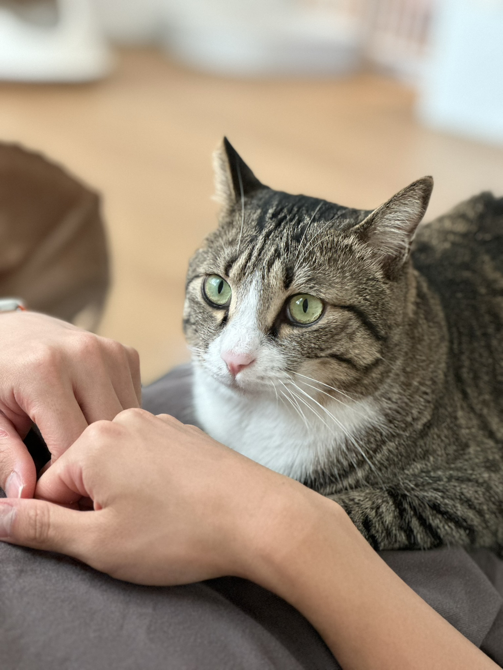 우리집-고양이가-눈안보이는-노견-지켜줘-(+추가사진)(+추추가)-39-이미지