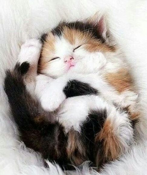 코숏-대중적-인기-vs-덕후픽-🐱-16-이미지