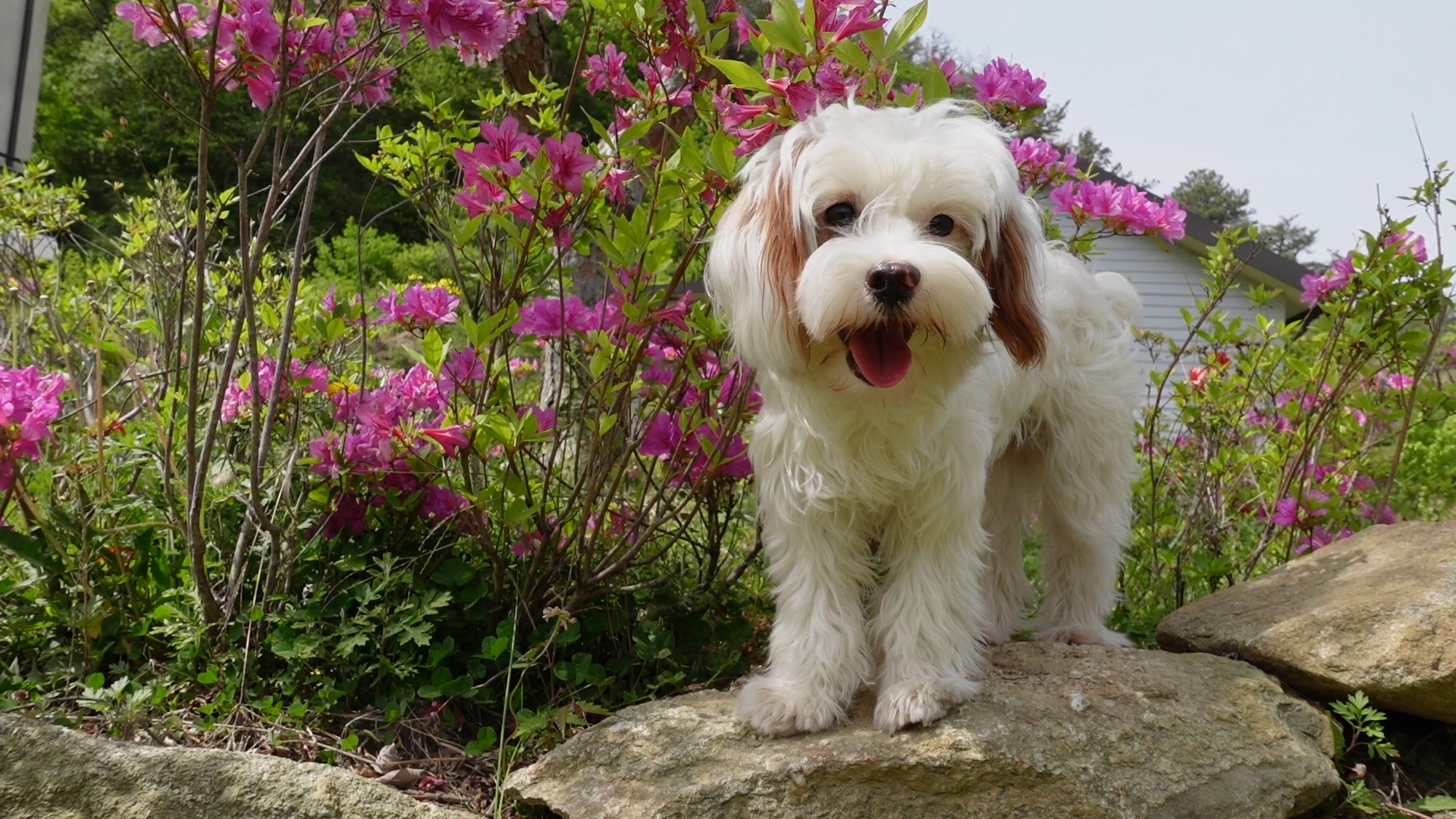 유기견-남매-데려왔는데-너무-귀여워ㅠㅠ-근데-너무-커버렸어;;-26-이미지