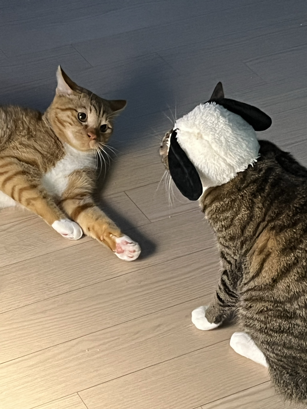 우리집-고양이가-눈안보이는-노견-지켜줘-(+추가사진)(+추추가)-36-이미지