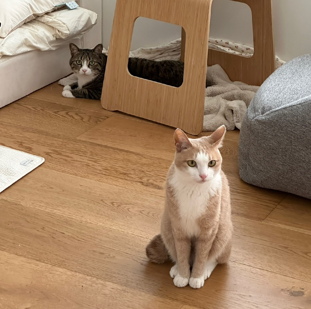 우리집-고양이가-눈안보이는-노견-지켜줘-(+추가사진)(+추추가)-41-이미지