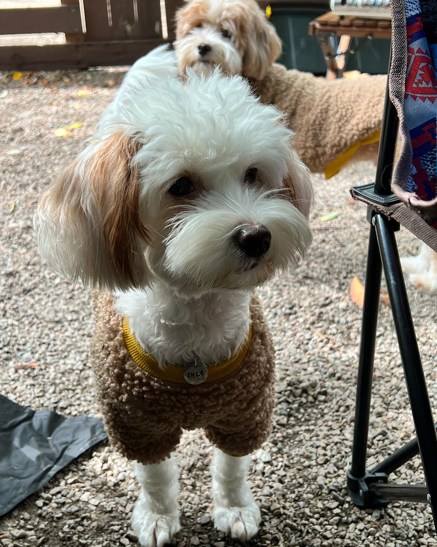 유기견-남매-데려왔는데-너무-귀여워ㅠㅠ-근데-너무-커버렸어;;-16-이미지