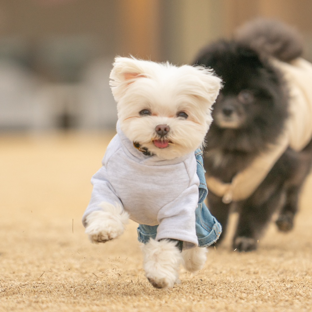 우리집-고양이가-눈안보이는-노견-지켜줘-(+추가사진)(+추추가)-33-이미지