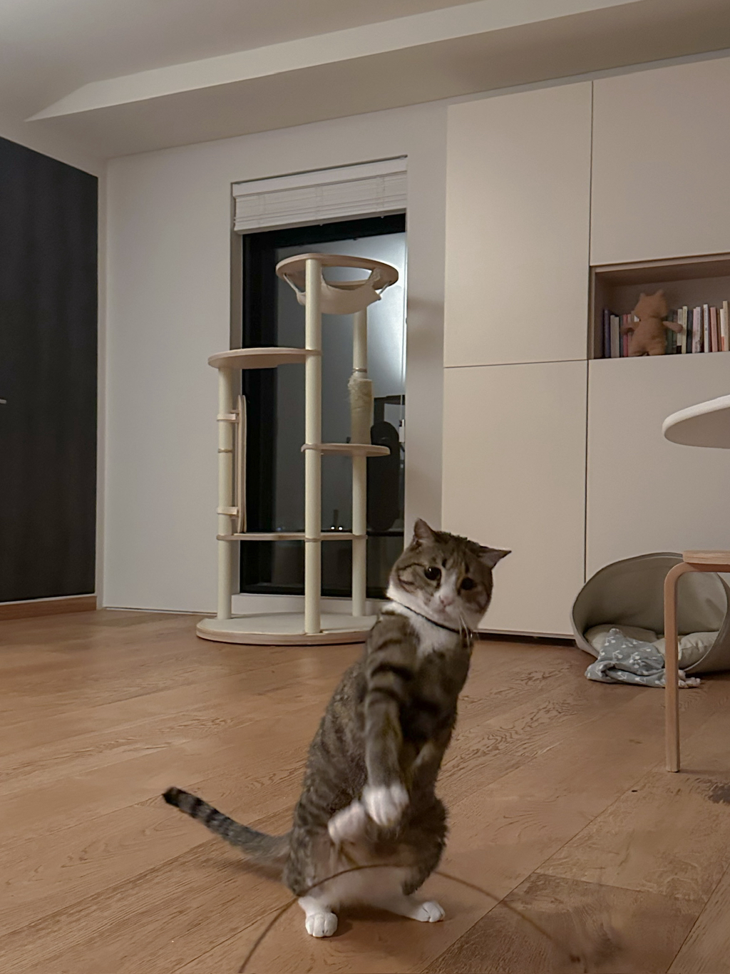 우리집-고양이가-눈안보이는-노견-지켜줘-(+추가사진)(+추추가)-20-이미지