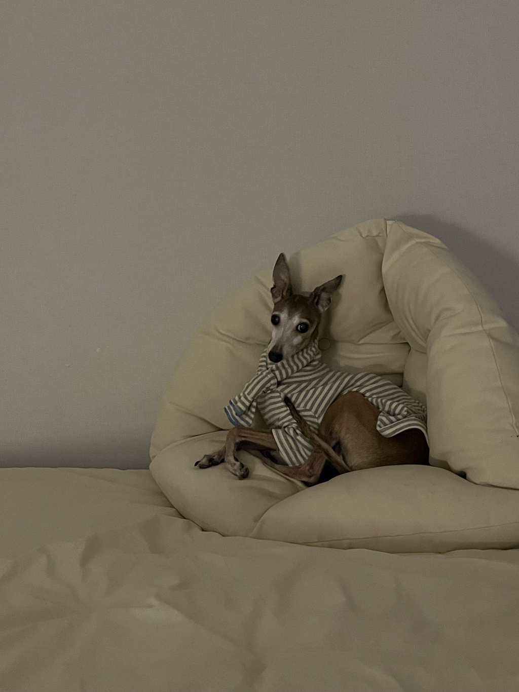 우리집-고양이가-눈안보이는-노견-지켜줘-(+추가사진)(+추추가)-29-이미지