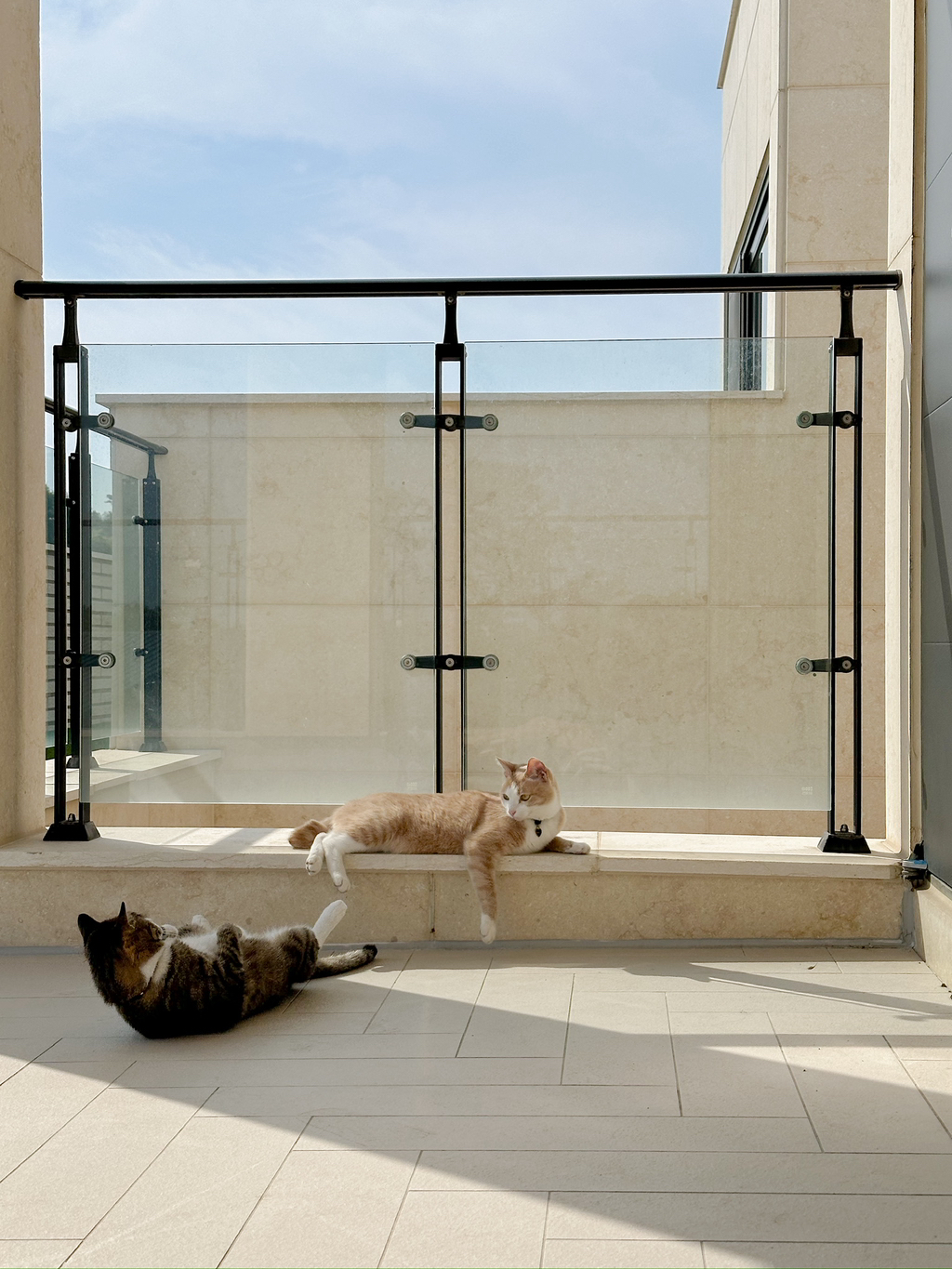 우리집-고양이가-눈안보이는-노견-지켜줘-(+추가사진)(+추추가)-24-이미지