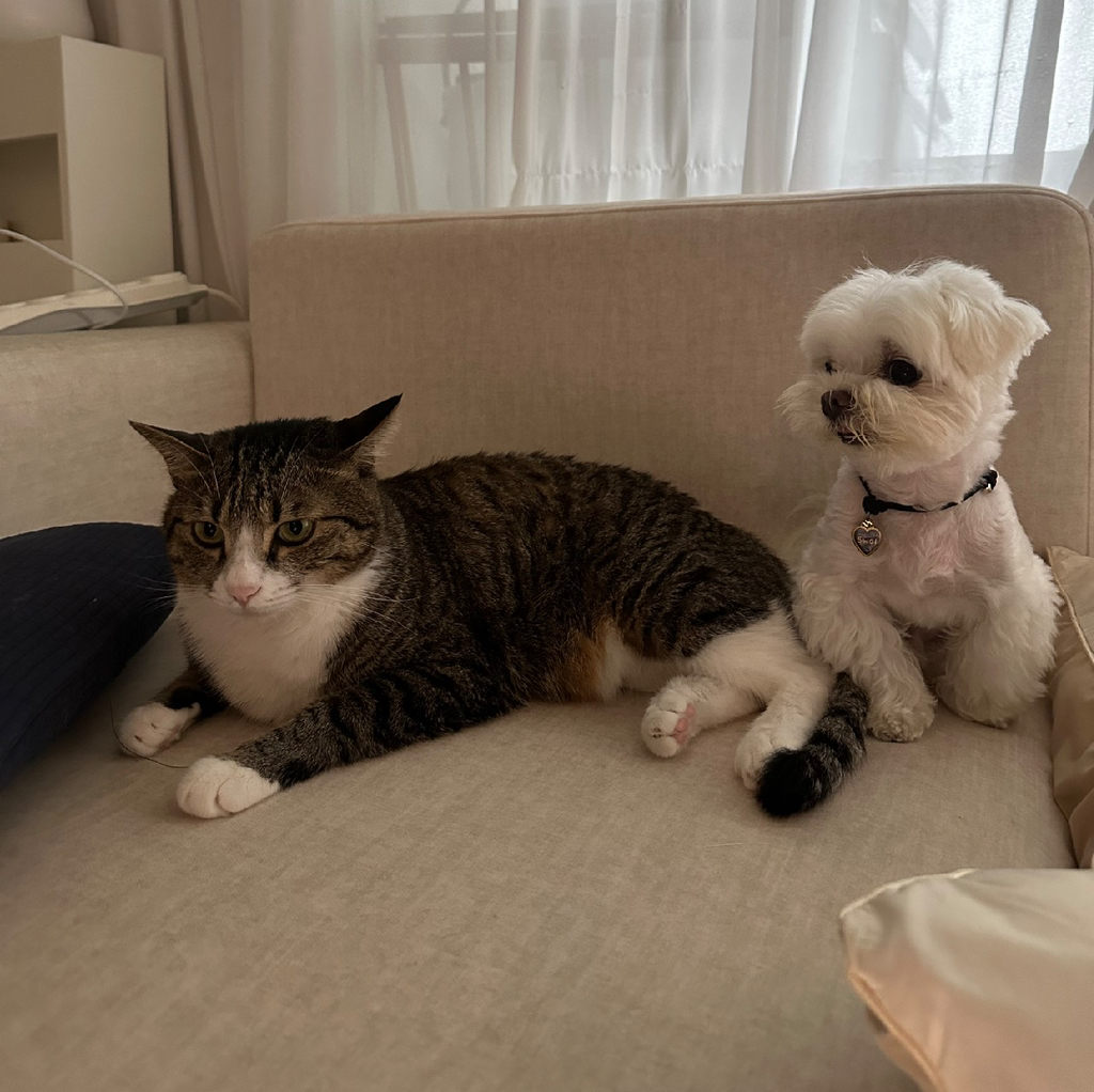 우리집-고양이가-눈안보이는-노견-지켜줘-(+추가사진)(+추추가)-11-이미지