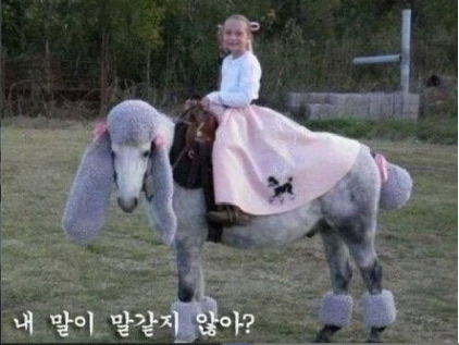 말띠-해가-얼마나-재미난지-아십니까?-17-이미지