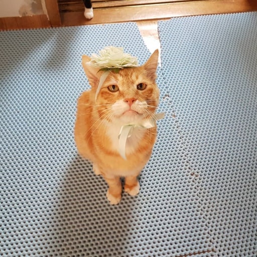 코숏-대중적-인기-vs-덕후픽-🐱-0-이미지