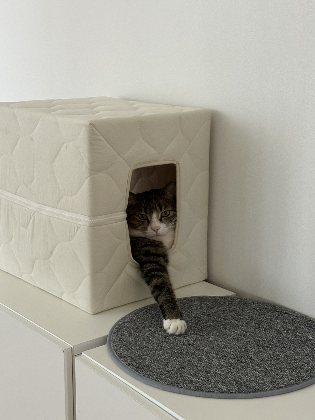 우리집-고양이가-눈안보이는-노견-지켜줘-(+추가사진)(+추추가)-7-이미지