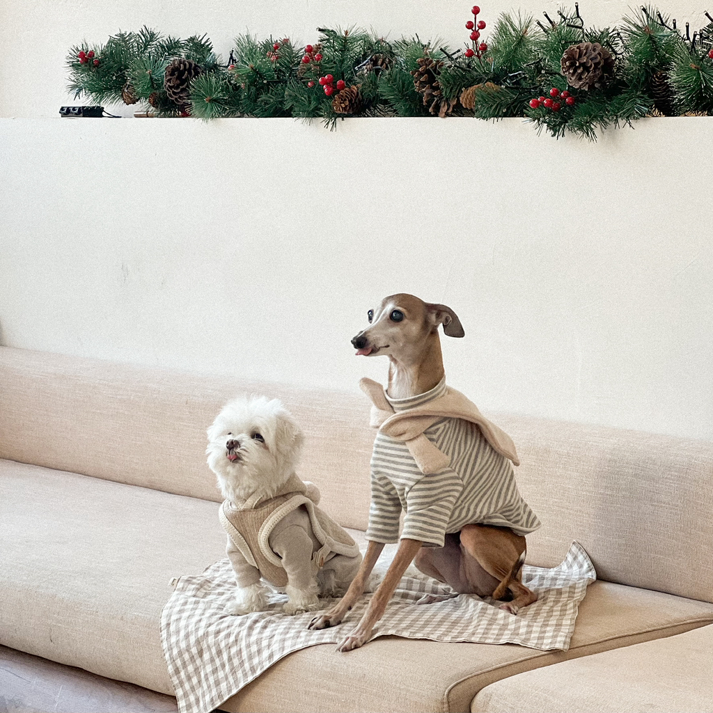 우리집-고양이가-눈안보이는-노견-지켜줘-(+추가사진)(+추추가)-12-이미지