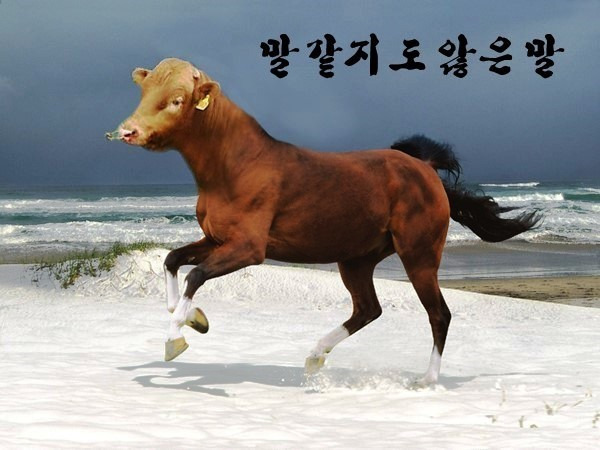 말띠-해가-얼마나-재미난지-아십니까?-12-이미지