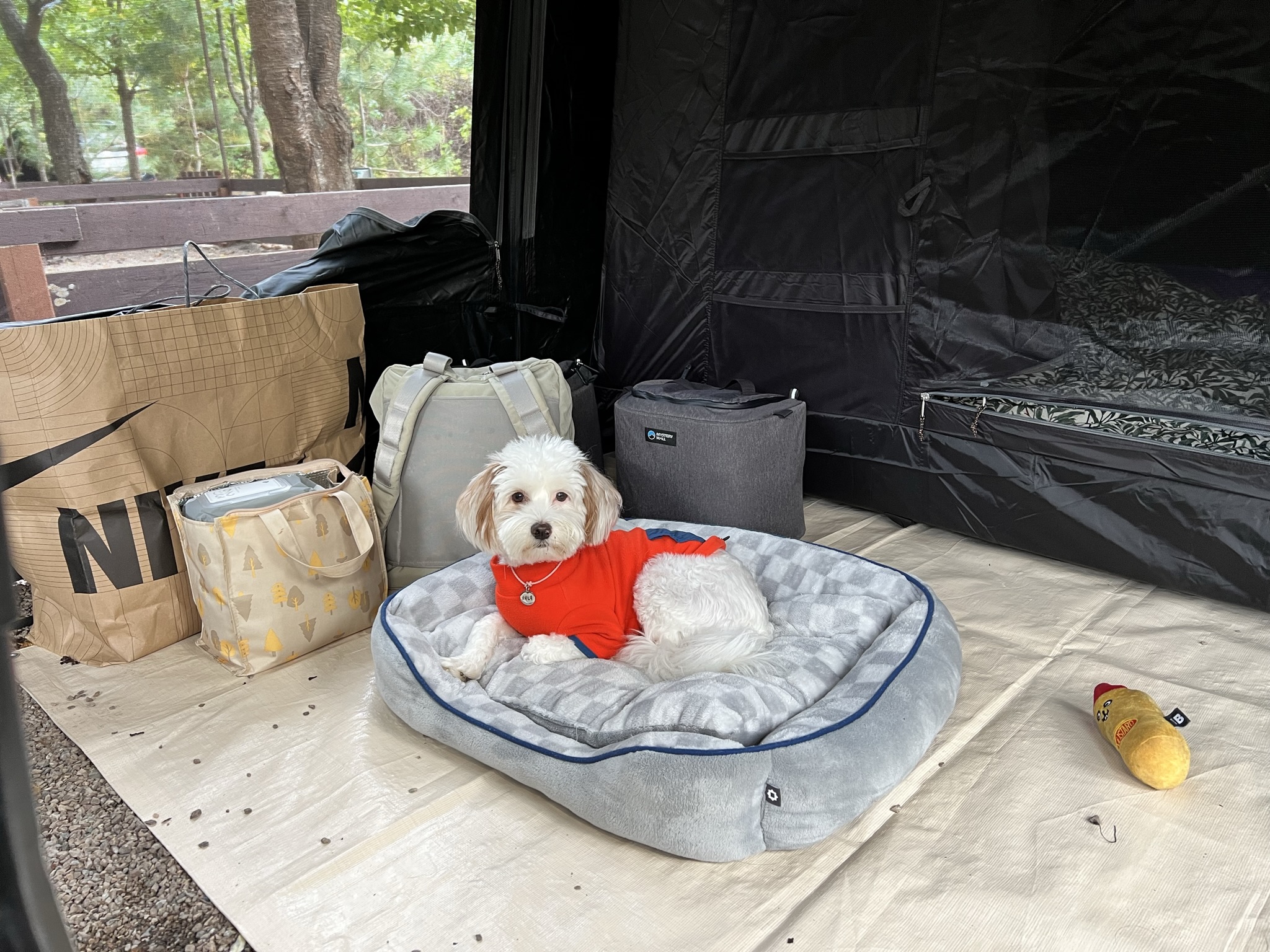 유기견-남매-데려왔는데-너무-귀여워ㅠㅠ-근데-너무-커버렸어;;-18-이미지