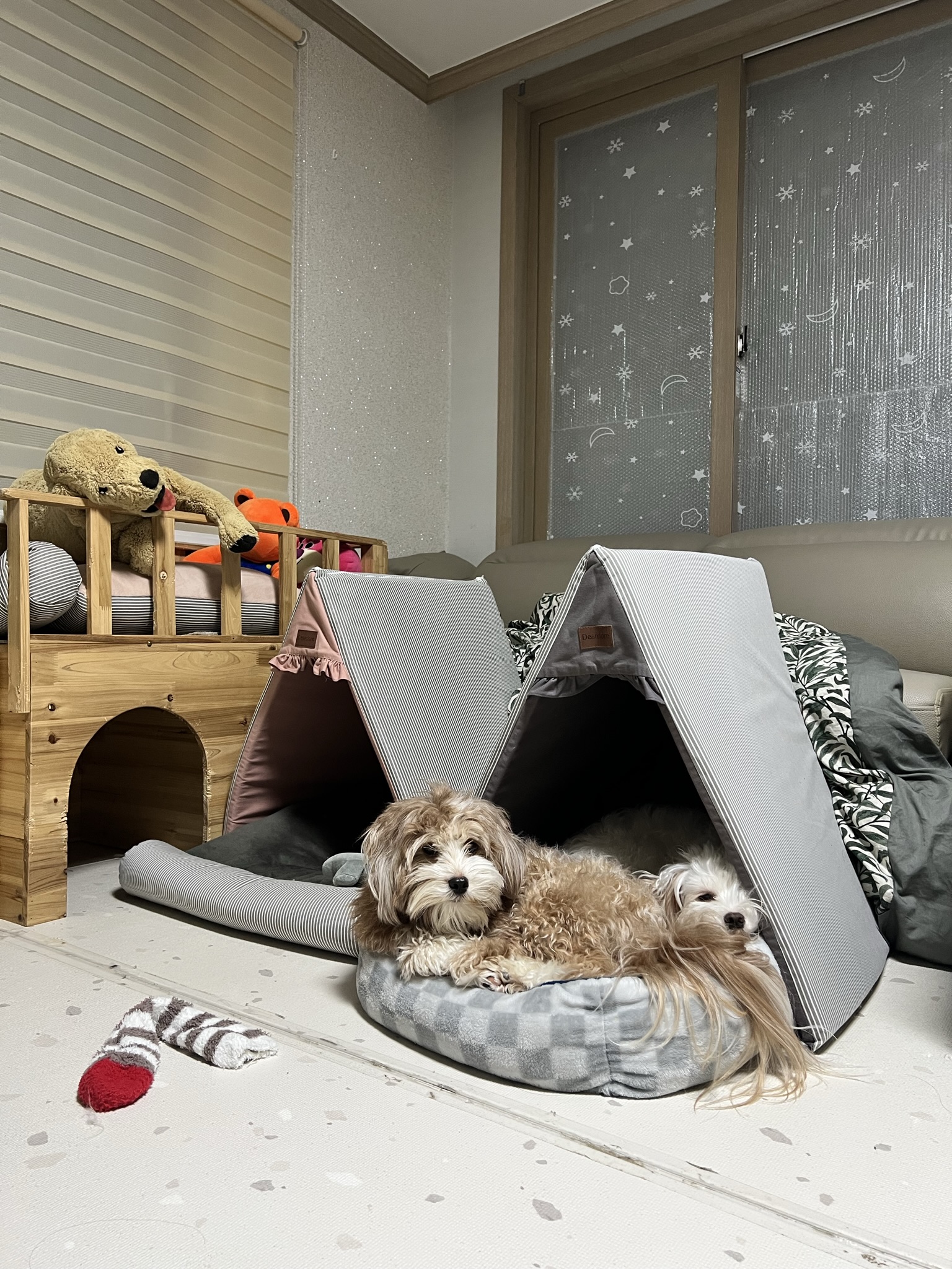 유기견-남매-데려왔는데-너무-귀여워ㅠㅠ-근데-너무-커버렸어;;-44-이미지