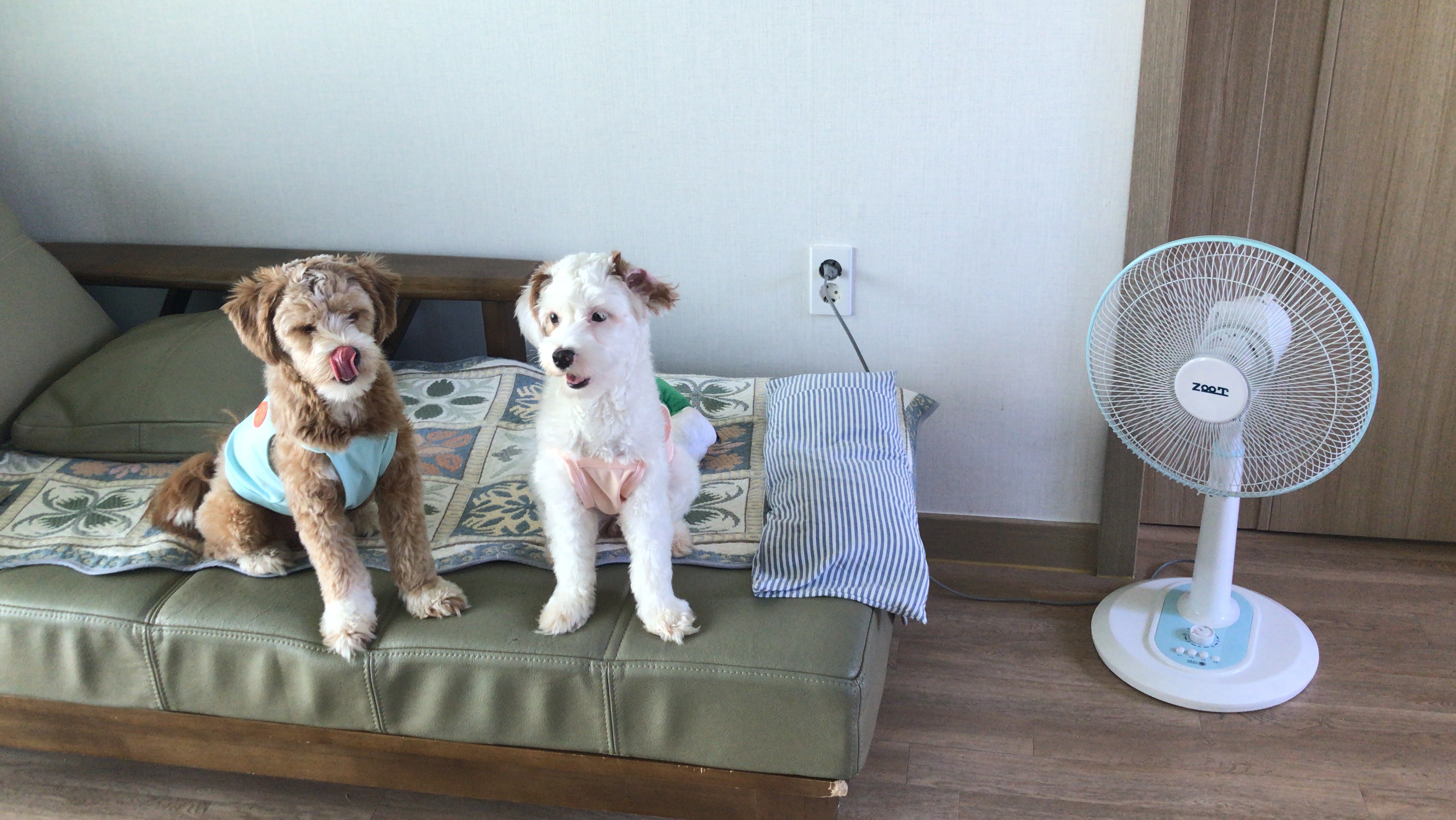 유기견-남매-데려왔는데-너무-귀여워ㅠㅠ-근데-너무-커버렸어;;-15-이미지