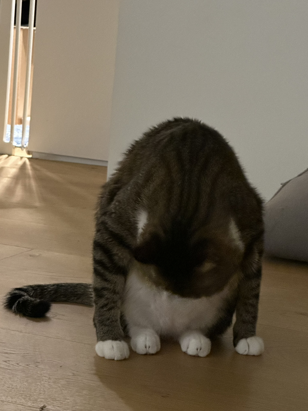 우리집-고양이가-눈안보이는-노견-지켜줘-(+추가사진)(+추추가)-25-이미지