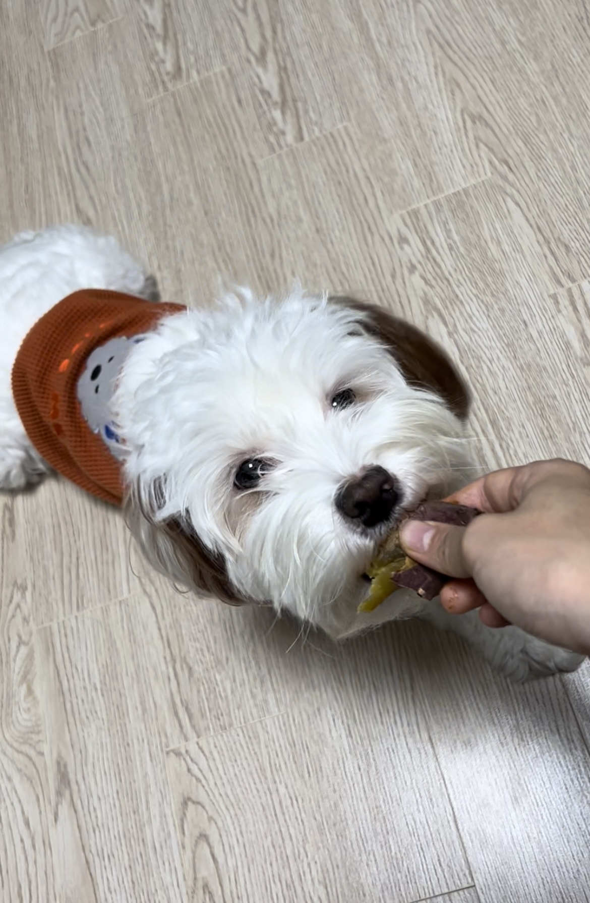 유기견-남매-데려왔는데-너무-귀여워ㅠㅠ-근데-너무-커버렸어;;-51-이미지