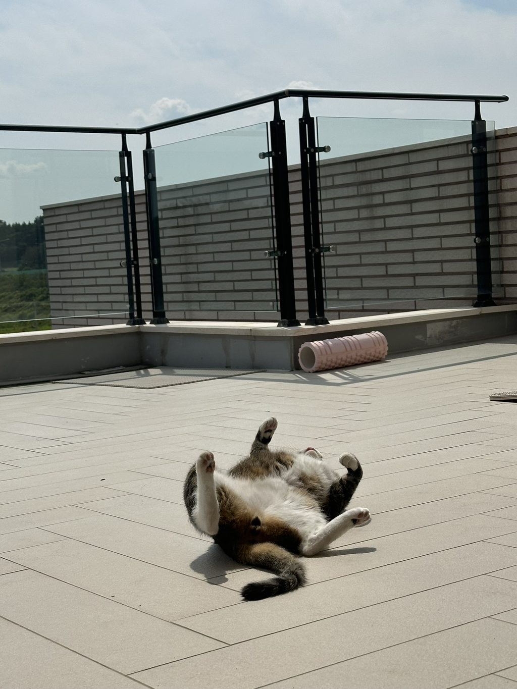 우리집-고양이가-눈안보이는-노견-지켜줘-(+추가사진)(+추추가)-23-이미지