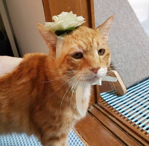 코숏-대중적-인기-vs-덕후픽-🐱-2-이미지