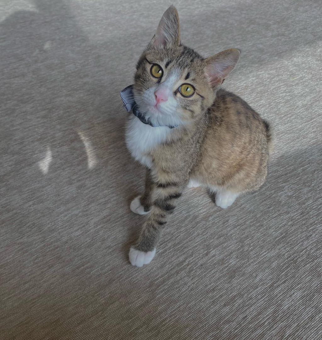 우리집-고양이가-눈안보이는-노견-지켜줘-(+추가사진)(+추추가)-26-이미지