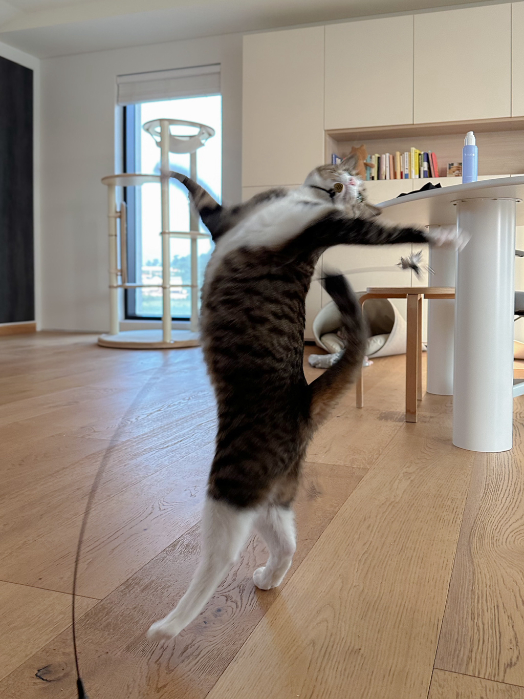 우리집-고양이가-눈안보이는-노견-지켜줘-(+추가사진)(+추추가)-16-이미지