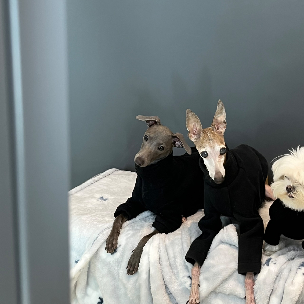 우리집-고양이가-눈안보이는-노견-지켜줘-(+추가사진)(+추추가)-34-이미지